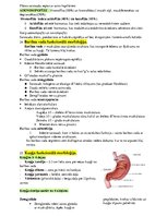 Konspekts 'Histoloģija - konspekts RSU 1.kursam', 22.