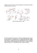 Referāts 'Eirāzijas lūsis', 4.