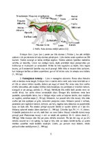 Referāts 'Eirāzijas lūsis', 5.