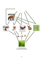 Referāts 'Eirāzijas lūsis', 9.