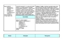 Prakses atskaite 'Prakse farmācijā', 31.