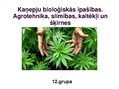 Prezentācija 'Kaņepju bioloģiskās īpašības. Agrotehnika, slimības, kaitēkļi un šķirnes', 1.