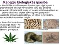Prezentācija 'Kaņepju bioloģiskās īpašības. Agrotehnika, slimības, kaitēkļi un šķirnes', 4.