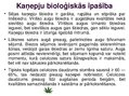 Prezentācija 'Kaņepju bioloģiskās īpašības. Agrotehnika, slimības, kaitēkļi un šķirnes', 5.