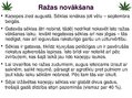 Prezentācija 'Kaņepju bioloģiskās īpašības. Agrotehnika, slimības, kaitēkļi un šķirnes', 17.