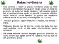 Prezentācija 'Kaņepju bioloģiskās īpašības. Agrotehnika, slimības, kaitēkļi un šķirnes', 19.