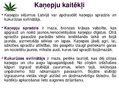 Prezentācija 'Kaņepju bioloģiskās īpašības. Agrotehnika, slimības, kaitēkļi un šķirnes', 21.