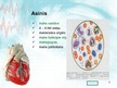 Prezentācija 'Sirds un asinsvadu sistēma. Asinsrite', 2.
