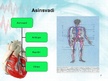 Prezentācija 'Sirds un asinsvadu sistēma. Asinsrite', 7.