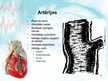 Prezentācija 'Sirds un asinsvadu sistēma. Asinsrite', 8.
