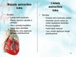 Prezentācija 'Sirds un asinsvadu sistēma. Asinsrite', 12.