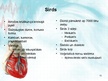Prezentācija 'Sirds un asinsvadu sistēma. Asinsrite', 13.