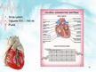 Prezentācija 'Sirds un asinsvadu sistēma. Asinsrite', 14.