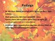 Prezentācija 'Nodarbības konspekts pirmsskolai - koki rudenī', 12.