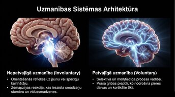Prezentācija 'Uzmanība un kognitīvie procesi', 4.