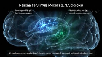 Prezentācija 'Uzmanība un kognitīvie procesi', 5.