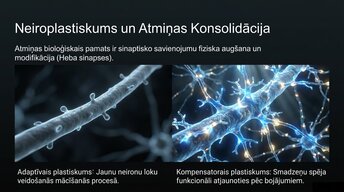 Prezentācija 'Uzmanība un kognitīvie procesi', 7.