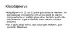 Prezentācija 'Klejotājnervs', 2.