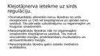 Prezentācija 'Klejotājnervs', 7.