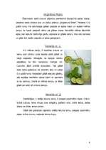 Referāts 'Mojito', 6.