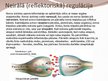 Prezentācija 'Neirohormonālā regulācija', 6.