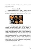 Referāts 'Nauda', 3.