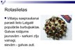 Prezentācija 'Latgales kultūra', 10.