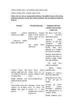 Konspekts 'Pedagoģiskā diagnostika, disleksija', 5.