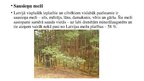 Prezentācija 'Mežs', 10.