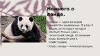 Prezentācija 'Панда', 2.