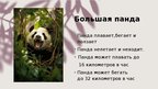Prezentācija 'Панда', 4.