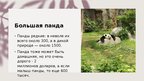 Prezentācija 'Панда', 6.