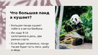 Prezentācija 'Панда', 7.
