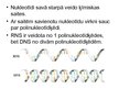 Prezentācija 'Nukleīnskābes', 5.