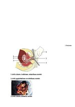 Referāts 'Jauniešu attieksme pret abortiem', 38.