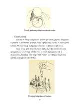 Referāts 'Audi 80 B4 2.0i motora galveno sastāvdaļu remonts', 17.