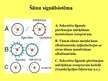 Prezentācija 'Šūnu signālsistēma', 5.