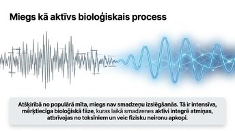 Prezentācija 'Miega nozīme smadzeņu atjaunošanā un izdegšanas profilaksē', 4.