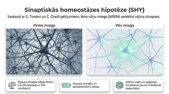 Prezentācija 'Miega nozīme smadzeņu atjaunošanā un izdegšanas profilaksē', 5.