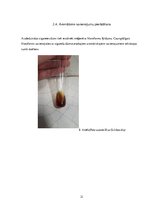 Referāts 'Kaitīgās vielas cigaretēs', 21.