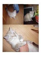 Referāts 'Galda klāšanas etiķete un uzvedība pie galda', 13.