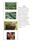 Konspekts 'Stimulējošie kultūraugi', 4.