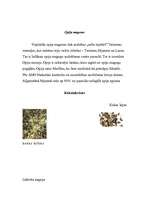 Konspekts 'Stimulējošie kultūraugi', 6.