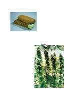 Konspekts 'Stimulējošie kultūraugi', 7.