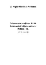 Konspekts 'Gaismas stara ceļš acs ābolā. Gaismas kairinājuma uztvere. Redzes ceļš', 1.