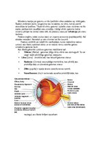 Konspekts 'Gaismas stara ceļš acs ābolā. Gaismas kairinājuma uztvere. Redzes ceļš', 2.