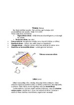 Konspekts 'Gaismas stara ceļš acs ābolā. Gaismas kairinājuma uztvere. Redzes ceļš', 4.