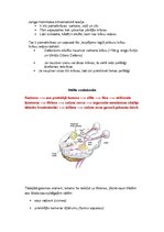 Konspekts 'Gaismas stara ceļš acs ābolā. Gaismas kairinājuma uztvere. Redzes ceļš', 6.