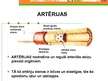 Prezentācija 'Prezentācija par asinsvadiem', 5.