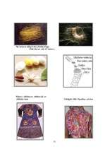 Referāts 'Vilinošie zīda audumi', 21.